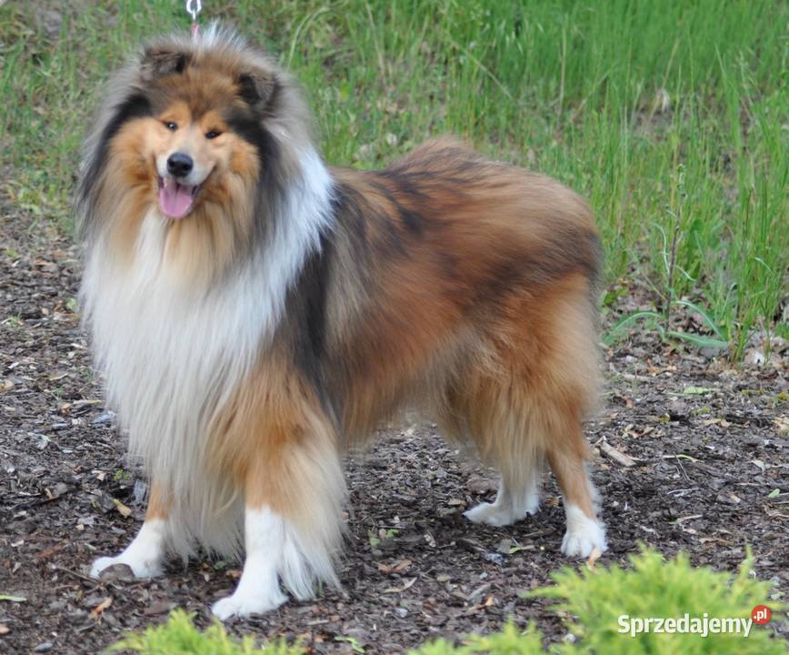 Owczarek Szkocki Długowłosy Szczenięta FCI Dachowa