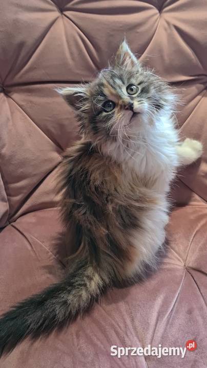 Maine Coon MCO