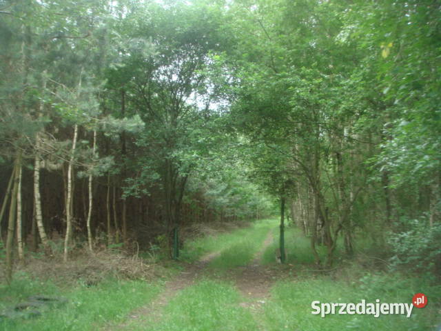Syndyk sprzeda nieruchomość w miejscowości Wolanów sprzedam