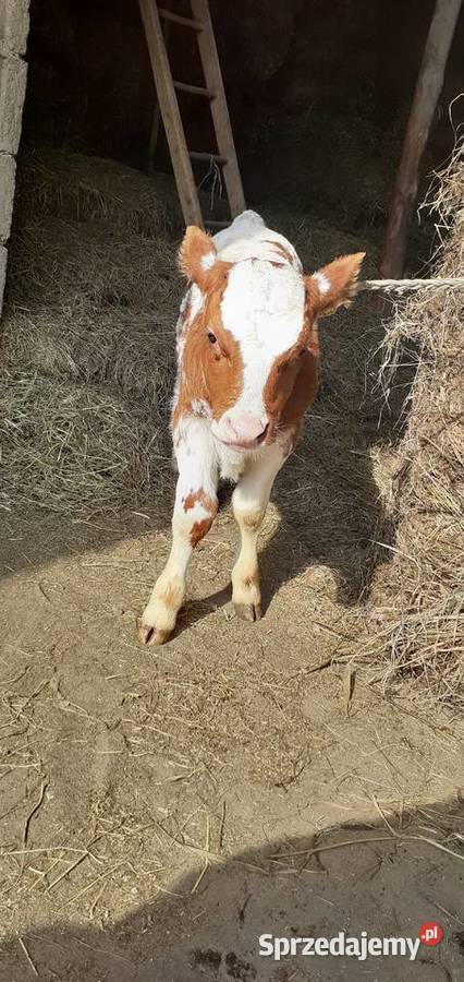 Byczek mięsny Simental cielę Stary Solec