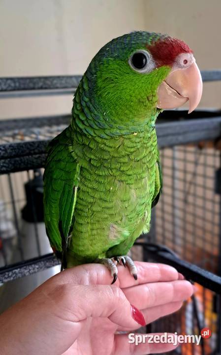 Amazonka liliogłowa oswojona ręcznie karmiona Skokowa sprzedam