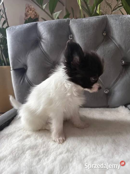Papillon Spaniel kontynentalny miniaturowy
