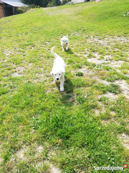 Owczarek podhalański szczenięta małopolskie Zasadne