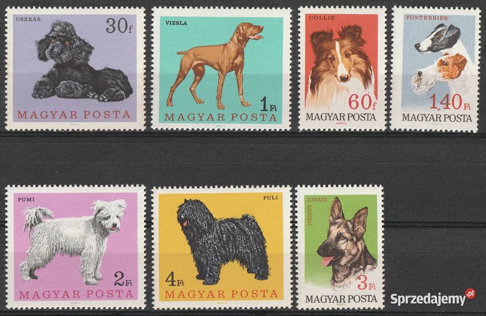 WĘGRY PSY CZYSTE Kolekcje Łódź