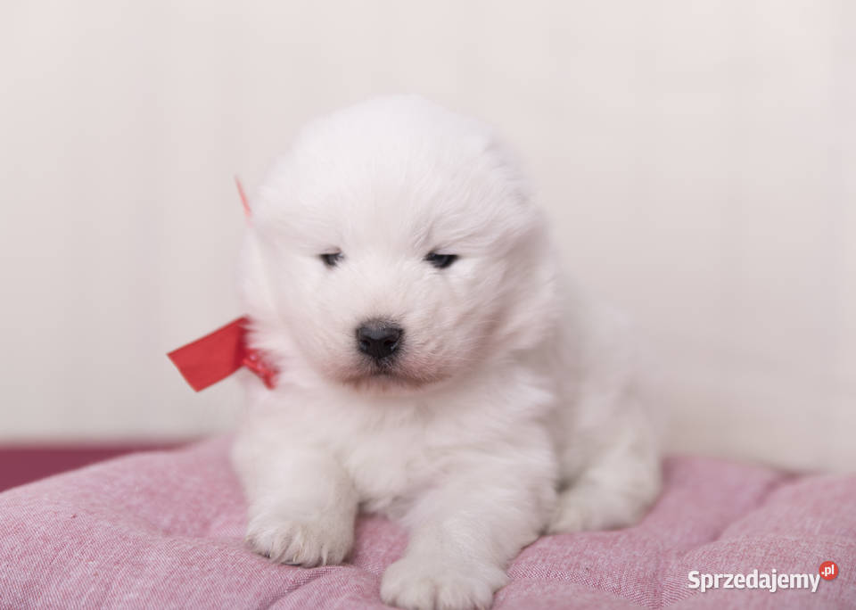 Samoyed Samojed FCI kilkunastoletnie Łódź