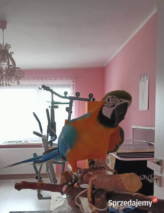 Papuga ara klatka Miedźna sprzedam