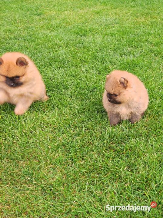 Szpic miniaturowy pomeranian Ciechanów