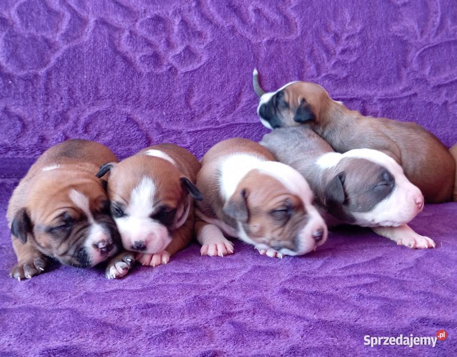 American Staffordshire Terrier Warszawa sprzedam