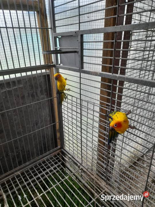 Konury Słoneczne mazowieckie Przesmyki