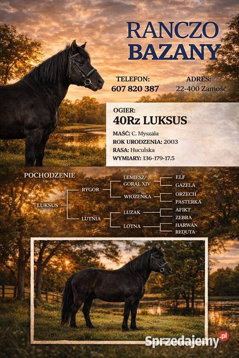 Stanówka Ogier Hucuł lubelskie Zamość sprzedam