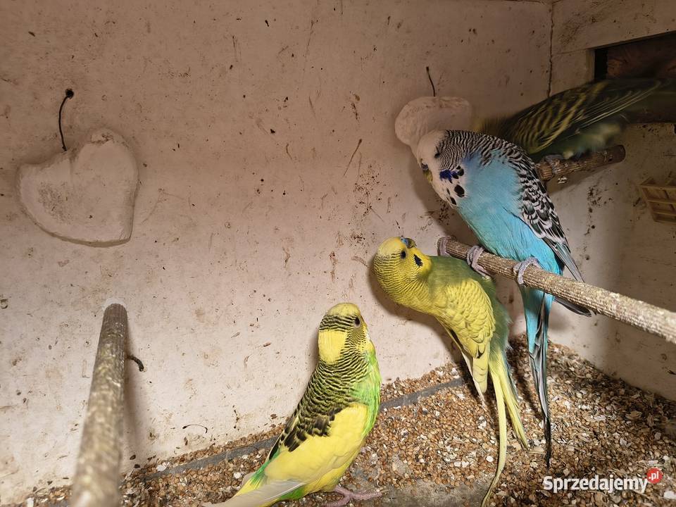 Sprzedam papugi faliste Gliwice sprzedam