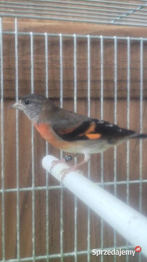 Czyżyk czerwony samiczka Wieliczka sprzedam