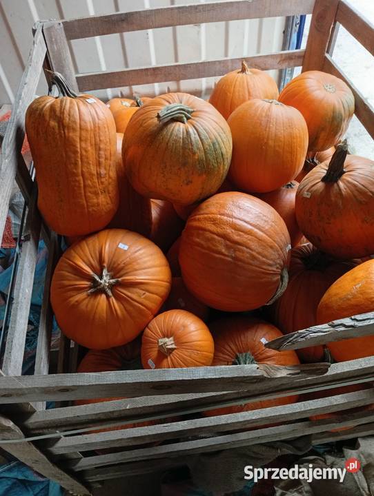 Sprzedam dynie odmiany Muscat dr Procencietyp Warszawa