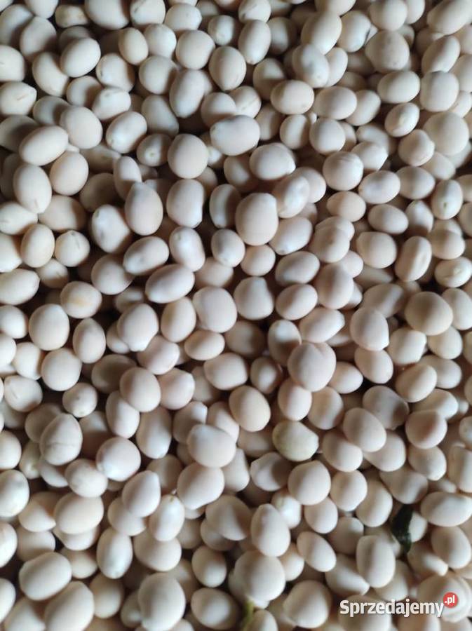 Łubin gorzki wąskolistny oskar Julianów