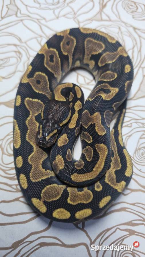 Wąż pyton królewski python regius samica dolnośląskie Wrocław