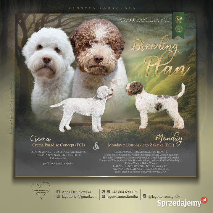 Lagotto romagnolo FCI zapowiedź miotu marzec Rozgarty