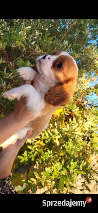 Dwa pieski cavalier King Charlie spaniel świętokrzyskie