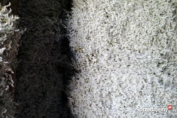 Zatrwian Tatarski Statycja KWIATY Chmielew