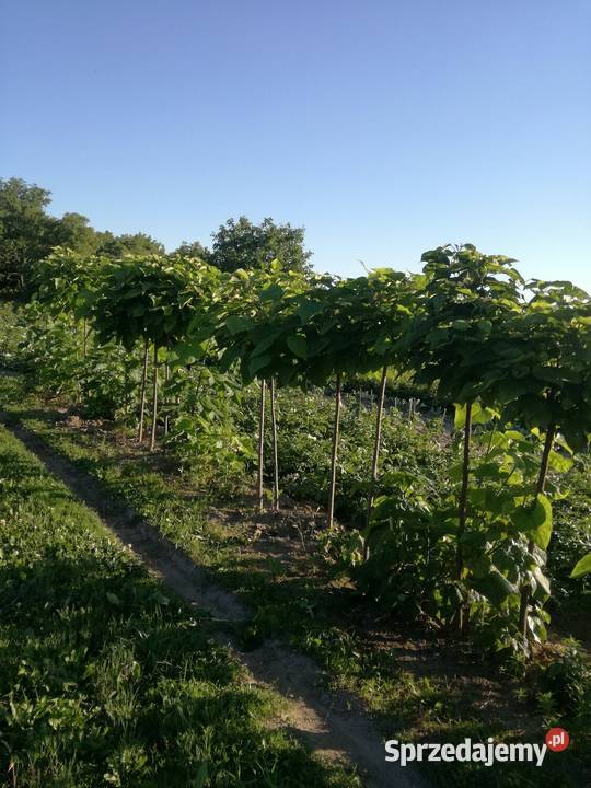 catalpa katalpa surmia nana szczepiona kula na sprzedam
