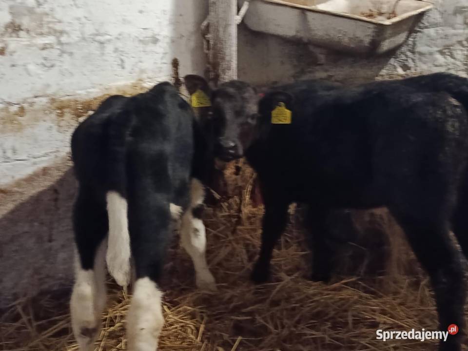 sprzedam cielaki Hrubieszów sprzedam