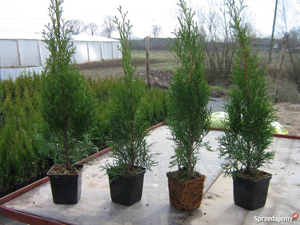 Tuja szmaragd 55zl Idealna na żywopłot Tuje 50