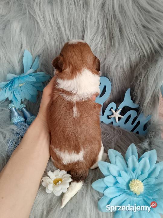 Piękny pies rasy ShihTzu Namysłów sprzedam