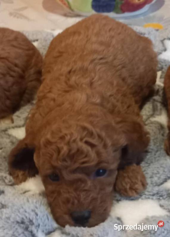 Pudel miniaturowy toy Pozostałe Boguchwała