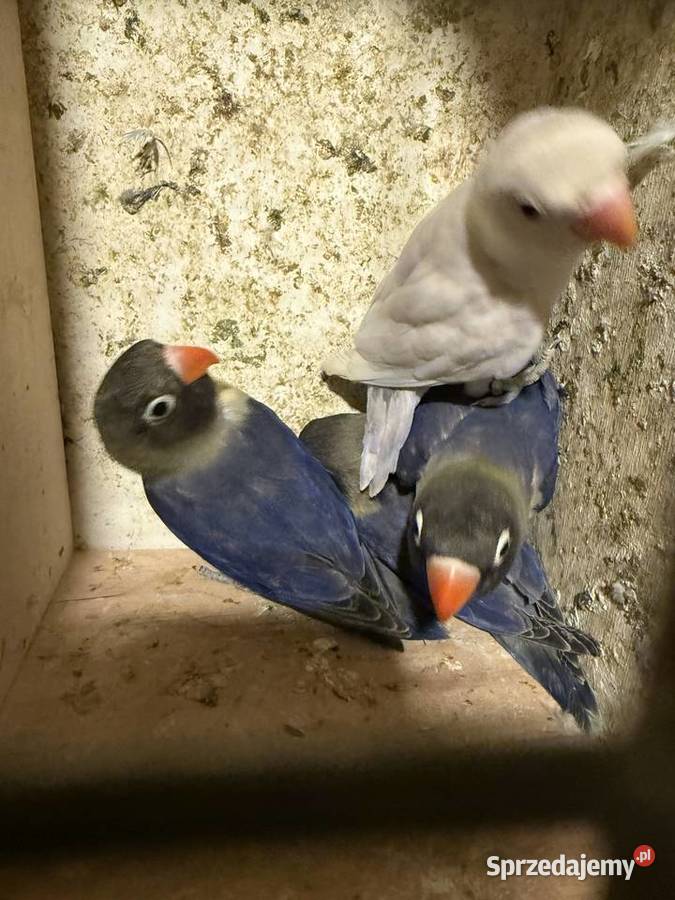Sprzedam papugi różne gatunki a dobrych cenach Wieliczka