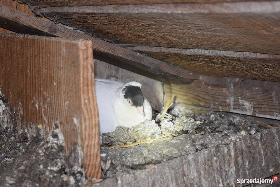 gołębie fajfry pawiki krymki Pozostałe Pozostałe lubelskie