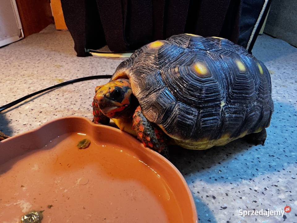 Żółw Żabuti czarny pomorskie Gdynia