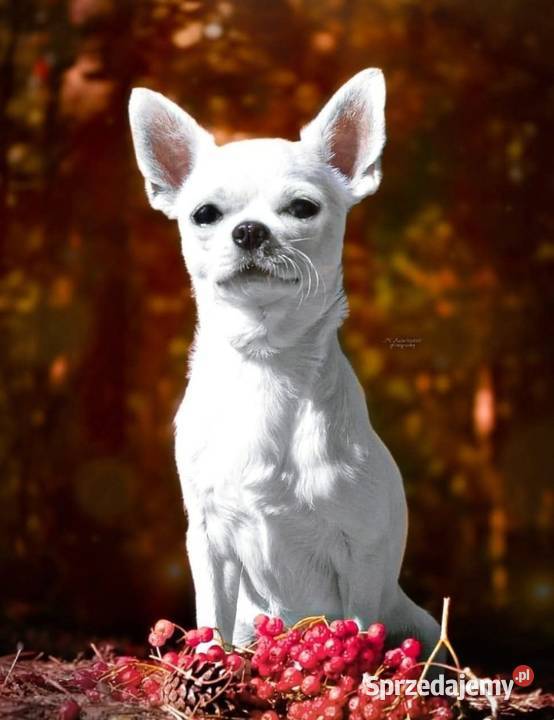 Chihuahua krótkowłosy biały ZKwP Chihuahua Złaków Borowy