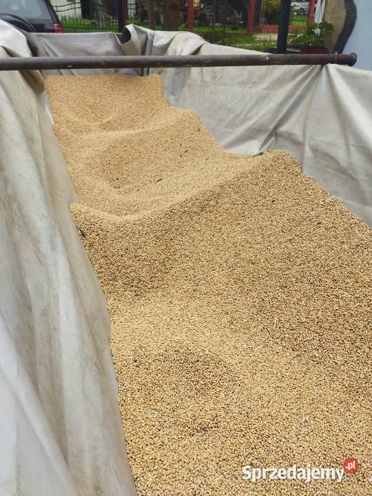Pszenica tegoroczna na worki 50 podkarpackie Rzeszów sprzedam
