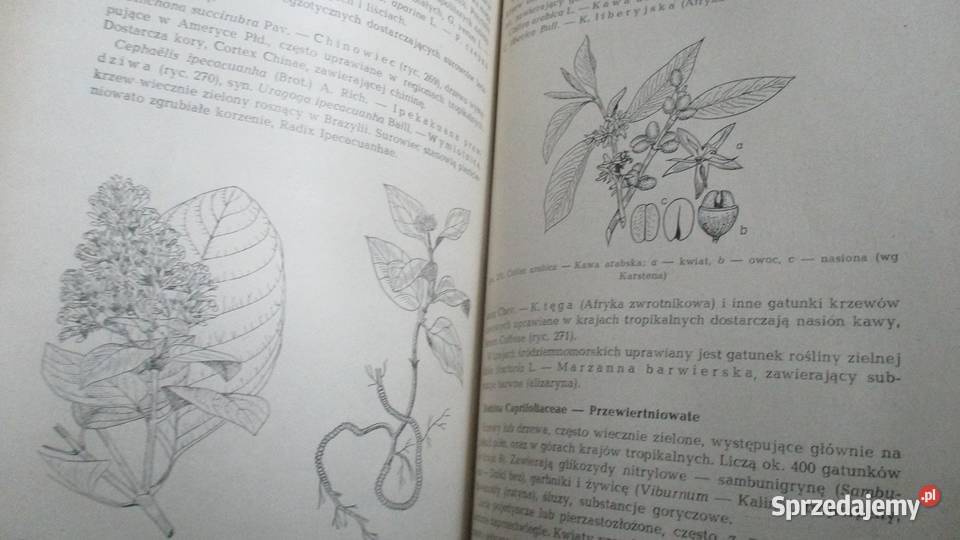 Systematyka roślin leczniczychPodręcznik łódzkie Łódź