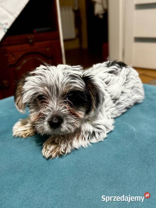 York terrier biewer Sieradz