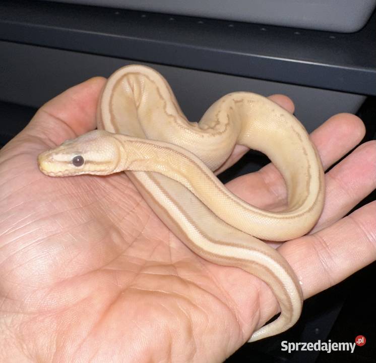 Pyton regius Banana samiczka kujawsko-pomorskie Bydgoszcz