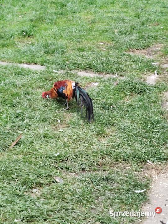 Kogut Feniks Jarosław