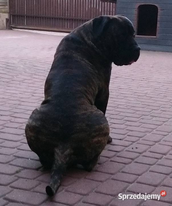 Reproduktor dogo canario dog kanaryjski krycie Dla zwierząt Radom