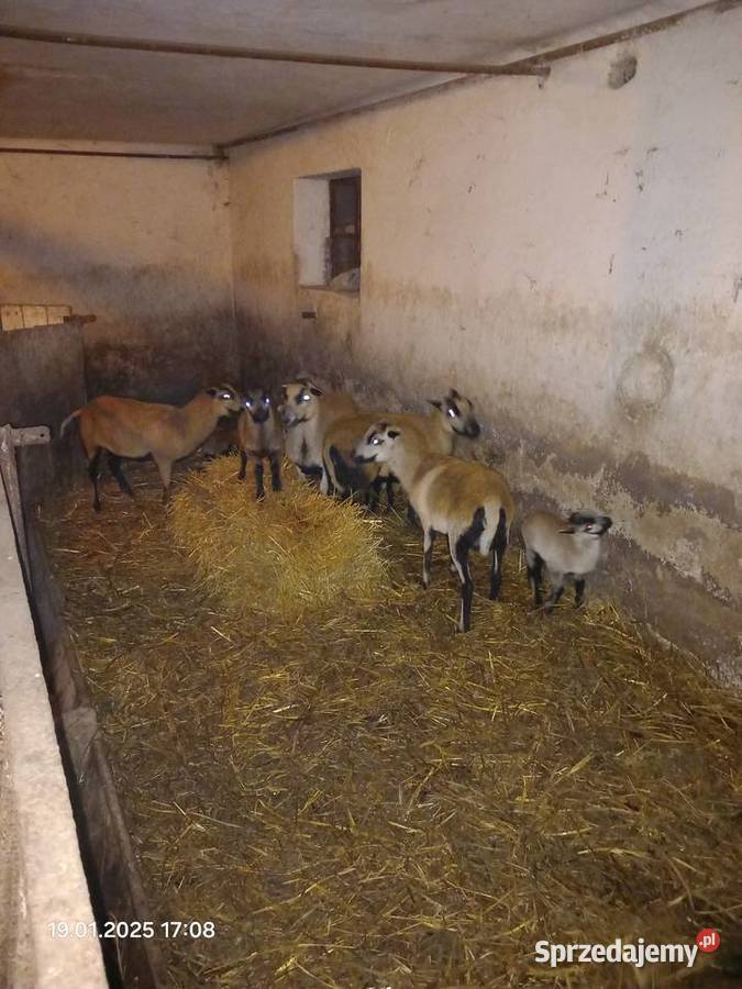 Owce barany tryki kameruńskie Paczków