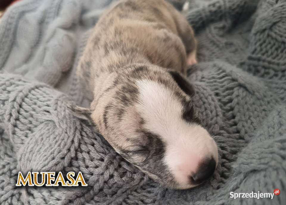 MUFASA Whippet na sprzedaż piękne rasowe zdrowe Pozostałe