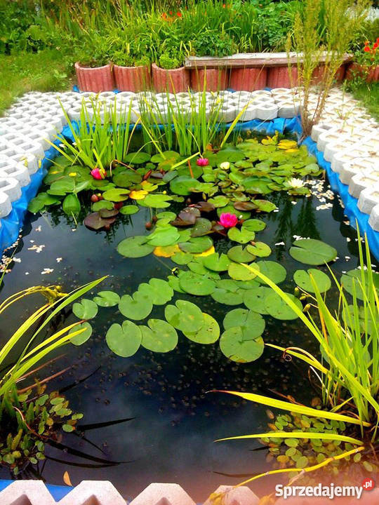 Działka ogrodowa Pozostałe Głogów