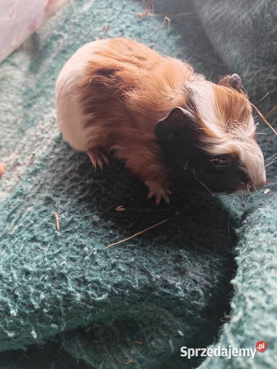 Sprzedam Świnki morskie sprzedam