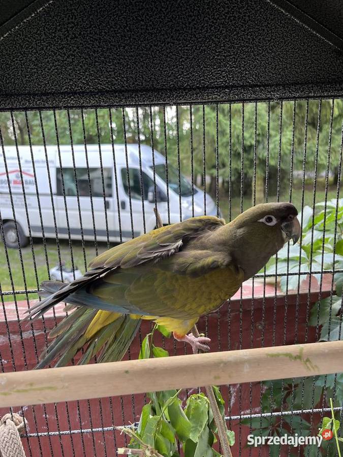 Papuga patagonka młoda Sierosław