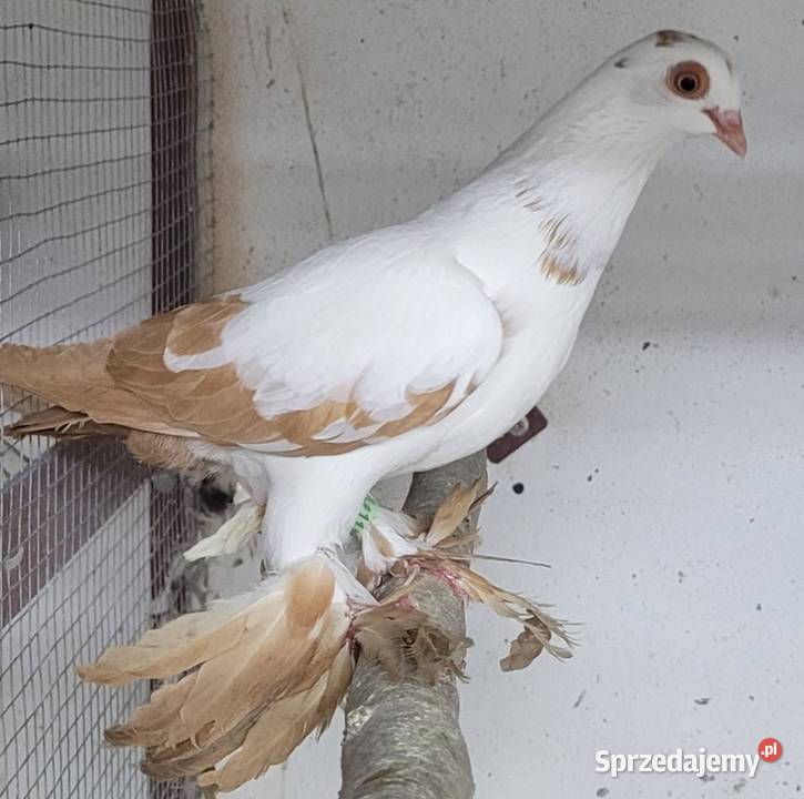 Widym polski gołąb Skierniewice
