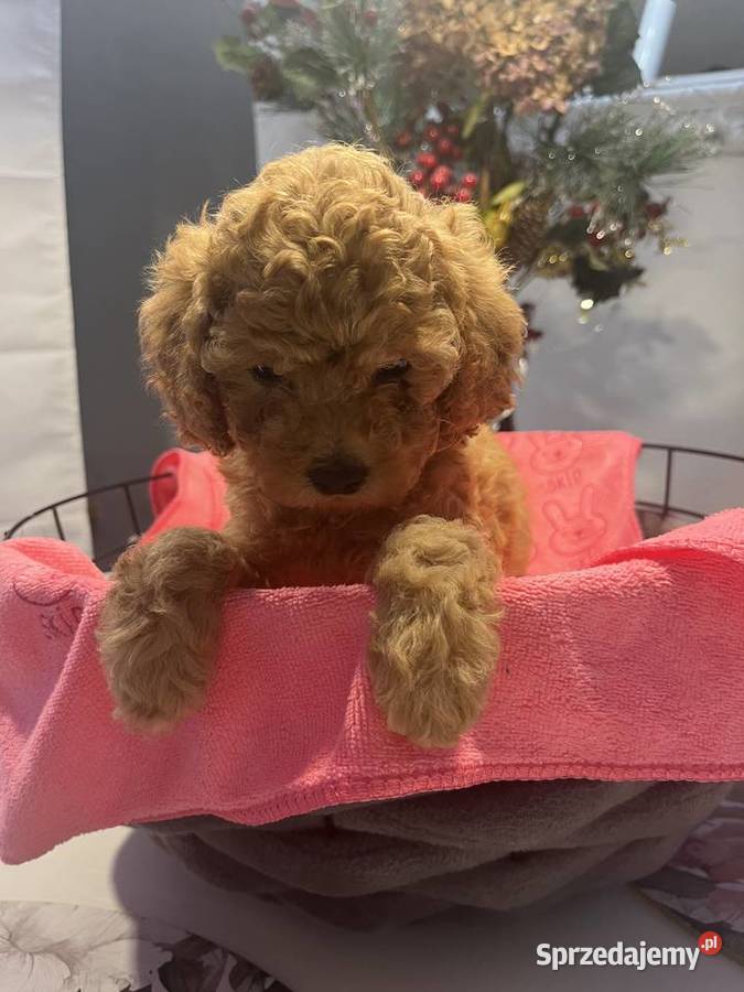 Pudel miniatura sprzedam