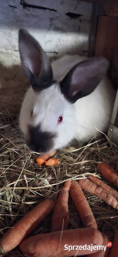 Kalifornijski samiec