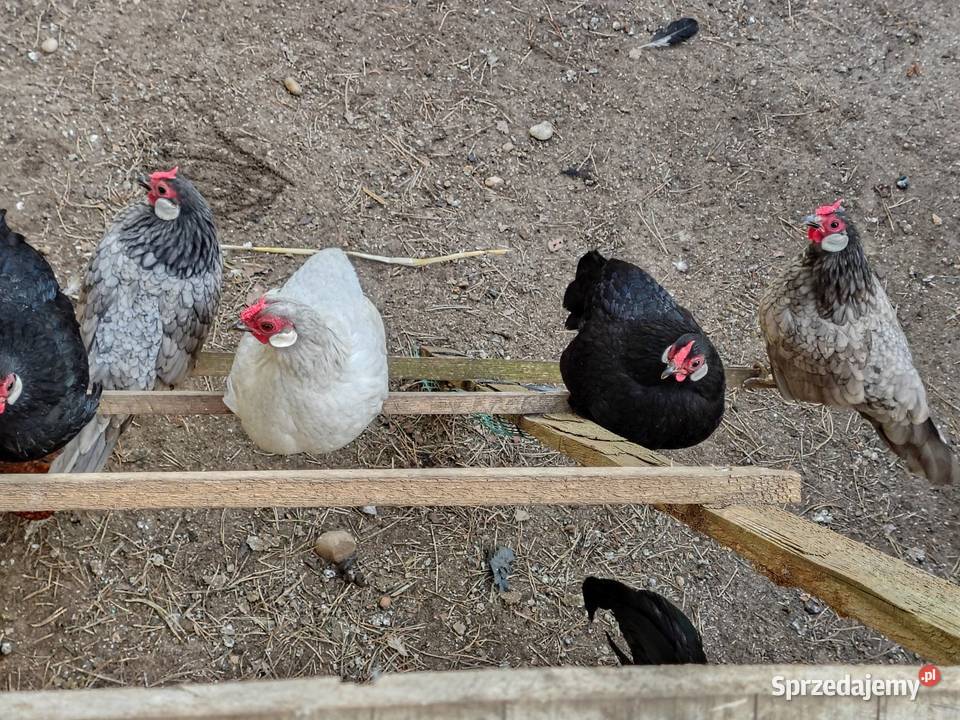 Bandamki Myszków sprzedam