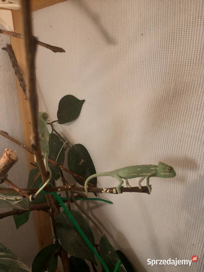 Kameleony jemeńskie śląskie