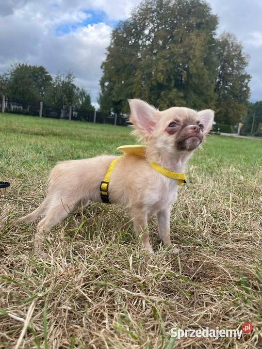 Chihuahua długowłosa suczka płowa piękna