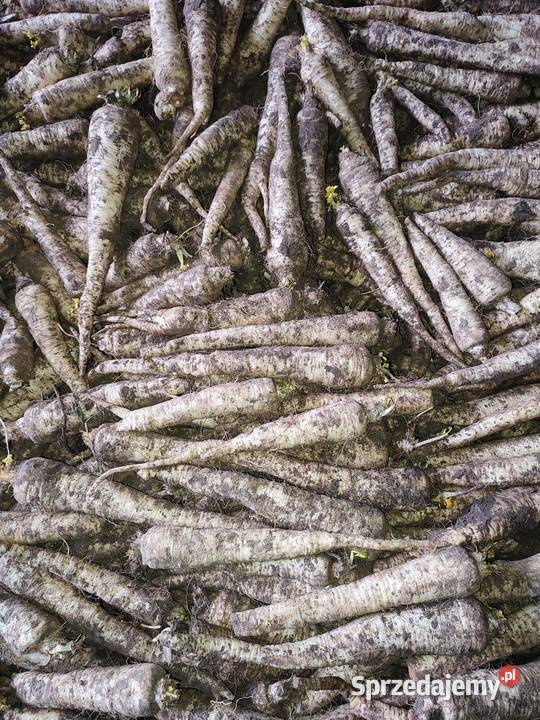 Pietruszka handlowa Błogocice sprzedam