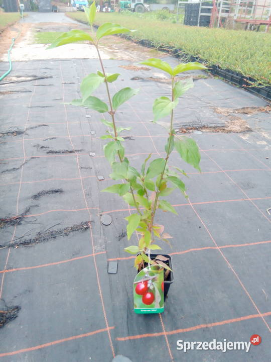 Dereń jadalny jolico w doniczce p9 Łask